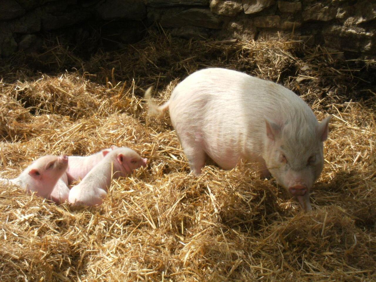 La Ferme Des Cevennes Hotel Florac Ngoại thất bức ảnh